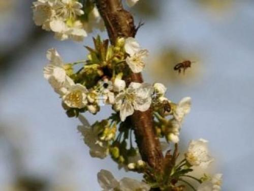 Опылитель для вишни. Какая вишня может опылять черешню 11 Опылитель для вишни. Какая вишня может опылять черешню 11