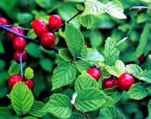 Опылитель для войлочной вишни. Войлочная вишня