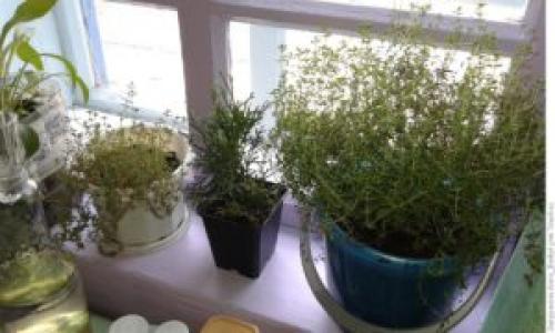 Тимьян выращивание дома. Выращивание тимьяна в домашних условиях