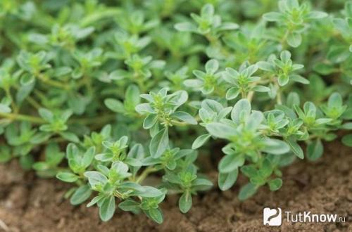 Выращивание тимьяна из семян. Посев и выращивание тимьяна 06 Выращивание тимьяна из семян. Посев и выращивание тимьяна 06