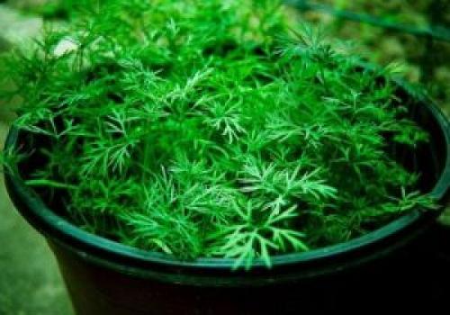 Выращивание тимьяна из семян. Посев и выращивание тимьяна 04 Выращивание тимьяна из семян. Посев и выращивание тимьяна 04