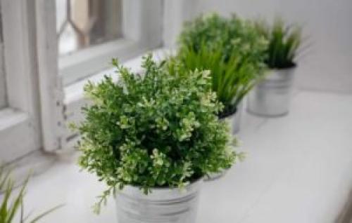 Тимьян выращивание дома. Выращивание тимьяна в домашних условиях