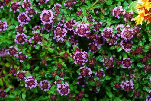 Как вырастить тимьян из семян в домашних условиях. Что нужно знать перед выращиванием?