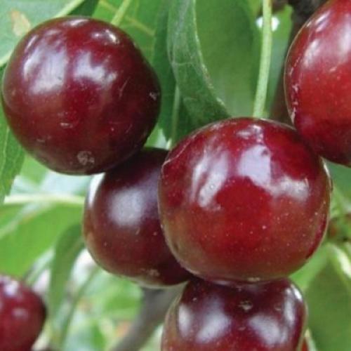 Самая крупная вишня. Лучшие сорта вишни для Средней полосы России