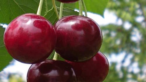 Лучшие сорта вишни для средней полосы. Самоплодные сорта вишни для средней полосы России