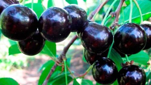 Лучшие сорта вишни для средней полосы. Самоплодные сорта вишни для средней полосы России