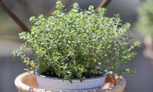 Как вырастить тимьян из семян в домашних условиях.   Тимьян на подоконнике: способы посадки