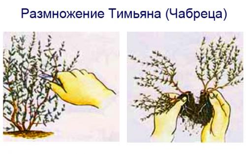 Вырастить тимьян из семян в домашних условиях 2023. Как вырастить тимьян из семян в горшке 11