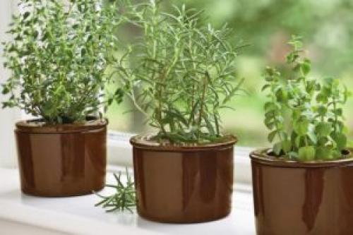 Чабрец: выращивание дома. Можно ли вырастить тимьян в горшке