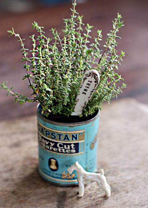 Вырастить тимьян из семян в домашних условиях 2023. Как вырастить тимьян из семян в горшке 03