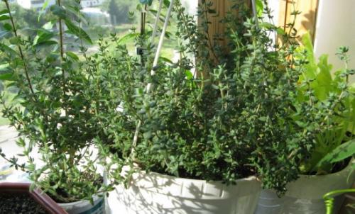 Как вырастить тимьян из семян в домашних условиях.   Тимьян на подоконнике: способы посадки