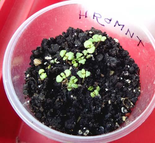 Вырастить тимьян из семян в домашних условиях 2023. Как вырастить тимьян из семян в горшке 01