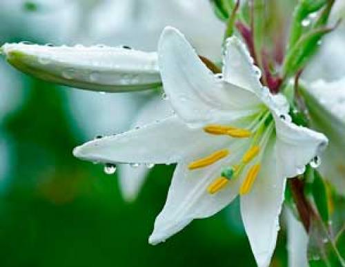 Весенняя пересадка лилий. Для чего нужна пересадка