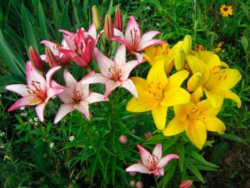 Весенняя пересадка лилий. Для чего нужна пересадка