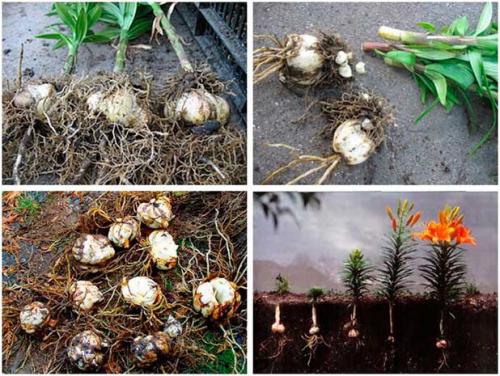 Весенняя пересадка лилий. Для чего нужна пересадка