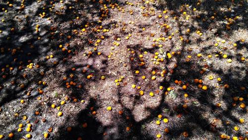 Абрикос совместимость. Абрикос и его место в саду