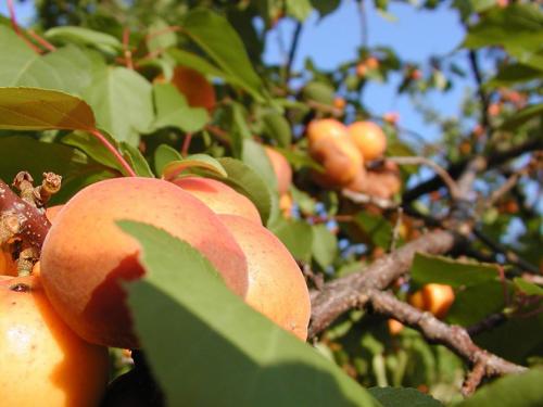 Абрикос совместимость. Абрикос и его место в саду