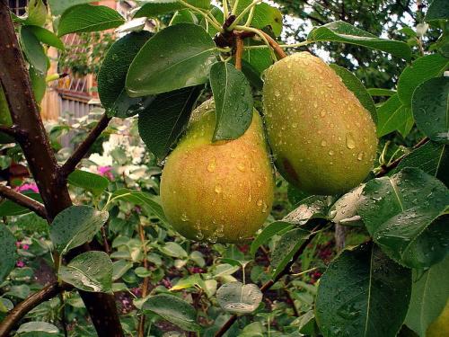 Совместимость садовых деревьев и кустарников таблица. Схема совместимости деревьев и кустарников 08 Совместимость садовых деревьев и кустарников таблица. Схема совместимости деревьев и кустарников 08