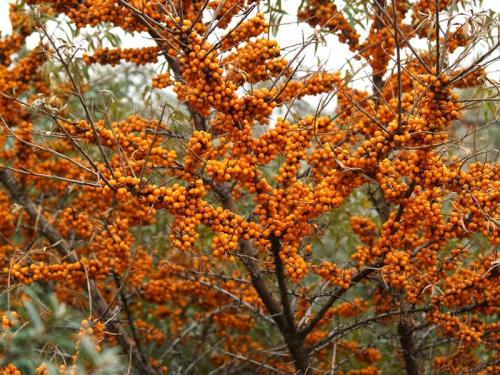 Совместимость садовых деревьев и кустарников таблица. Схема совместимости деревьев и кустарников 13 Совместимость садовых деревьев и кустарников таблица. Схема совместимости деревьев и кустарников 13