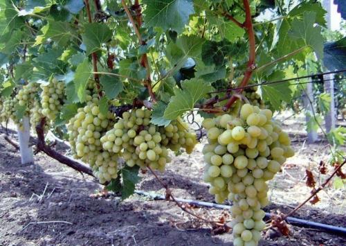 Совместимость садовых деревьев и кустарников таблица. Схема совместимости деревьев и кустарников 11 Совместимость садовых деревьев и кустарников таблица. Схема совместимости деревьев и кустарников 11