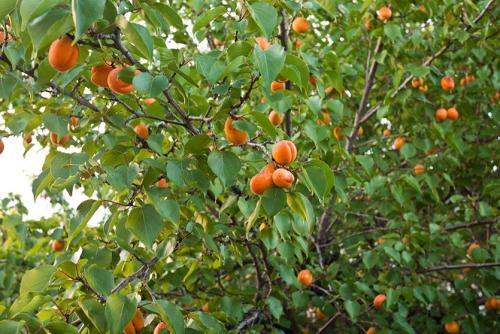 Абрикос совместимость. Абрикос и его место в саду