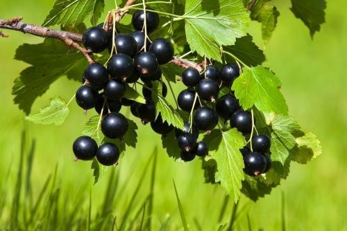 Чай с черной смородиной польза. Витамины в черной смородине