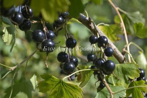 Чай с черной смородиной. Польза черной смородины в чае 13