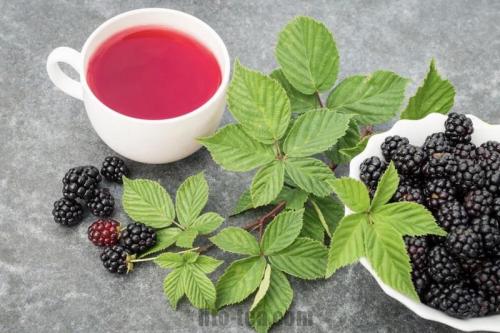 Чай из веток ежевики. Как заварить ежевичный чай (польза, рецепты)