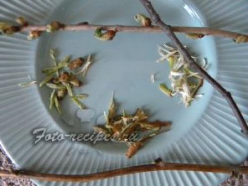 Рецепт чай из веточек смородины. Чай из веток малины, смородины и вишни