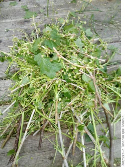 Как приготовить чай из листьев смородины. Ферментированный чай из листьев черной смородины