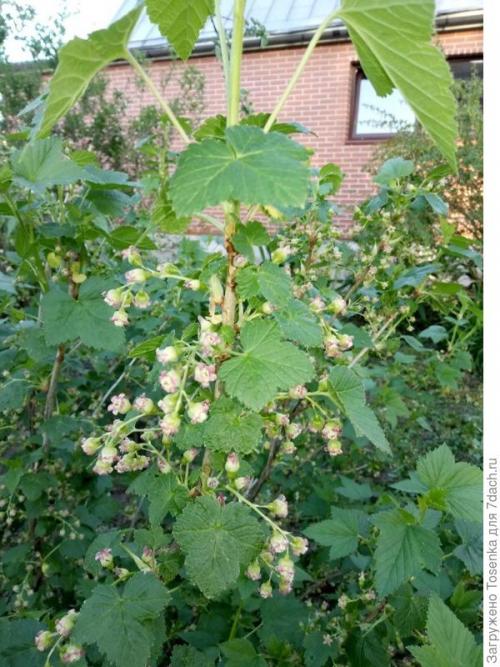 Как приготовить чай из листьев смородины. Ферментированный чай из листьев черной смородины