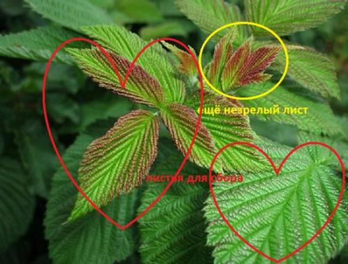 Как сушить листья смородины в сушилке. Когда собирать листья малины и смородины для сушки на зиму