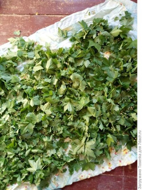 Как сушить листья смородины ферментация. Ферментированный чай из листьев черной смородины