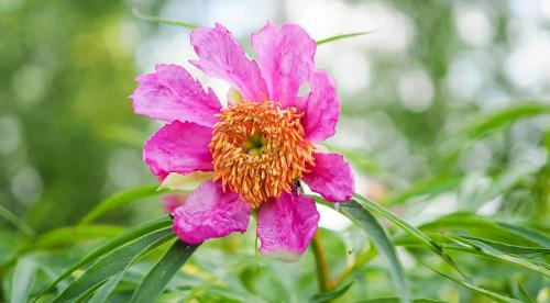 Календарь сбора трав для полезных чаев. Этот загадочный лунный календарь 04