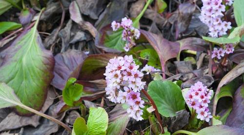 Календарь сбора трав для полезных чаев. Этот загадочный лунный календарь 03