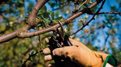 Чай из веток вишни: польза и вред. Чай из веточек вишни: польза и вред, противопоказания, характеристика, правила заваривания, особенности употребления