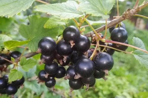 Вред черной смородины. Какая смородина самая полезная?