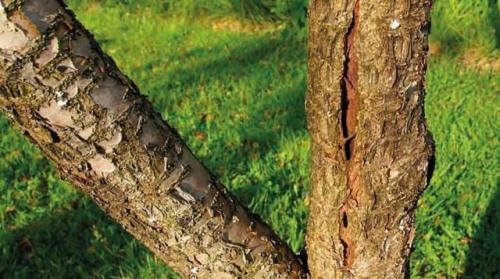 Чай из веток вишни: польза и вред. Чай из веточек вишни: польза и вред, противопоказания, характеристика, правила заваривания, особенности употребления