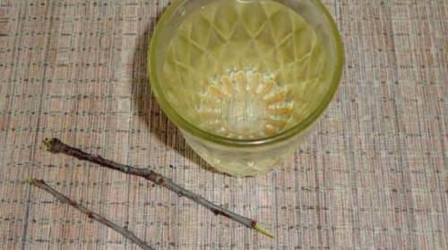 Чай из веток вишни: польза и вред. Чай из веточек вишни: польза и вред, противопоказания, характеристика, правила заваривания, особенности употребления