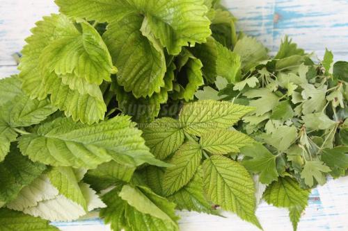 Листья малины и смородины для чая. Когда лучше собирать листья смородины и малины для чая, чтобы получить ароматный напиток