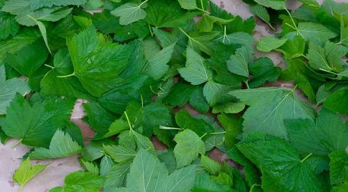 Чай из листьев смородины. Ферментированный чай из листьев черной смородины 18