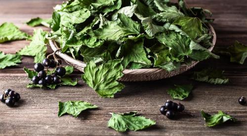 Чай из листьев смородины. Ферментированный чай из листьев черной смородины 21