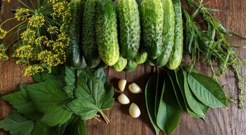 Чай из листьев смородины. Ферментированный чай из листьев черной смородины 19