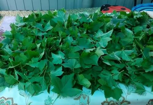 Ферментированный чай из листьев смородины. Как правильно сделать ферментацию листьев смородины дома?