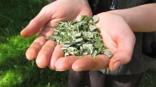 Когда собирать листья смородины и малины для чая. Как и когда собирать листья смородины и малины для сушки на зиму