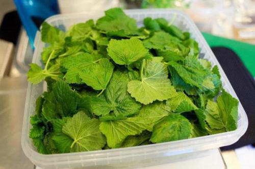 Ферментированный чай из листьев смородины. Как правильно сделать ферментацию листьев смородины дома?