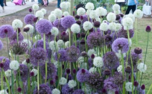 Картинки виды лука. 10 съедобных видов лука, которые можно и нужно выращивать у себя на огороде 08