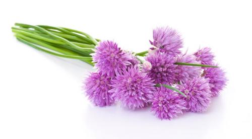 Картинки виды лука. 10 съедобных видов лука, которые можно и нужно выращивать у себя на огороде 03 Картинки виды лука. 10 съедобных видов лука, которые можно и нужно выращивать у себя на огороде 03