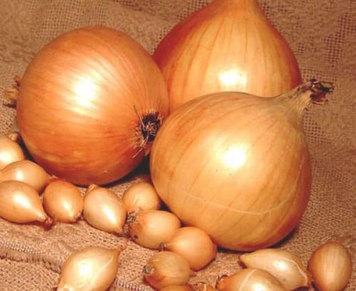 Сорта лука репчатого. Самые популярные сорта лука