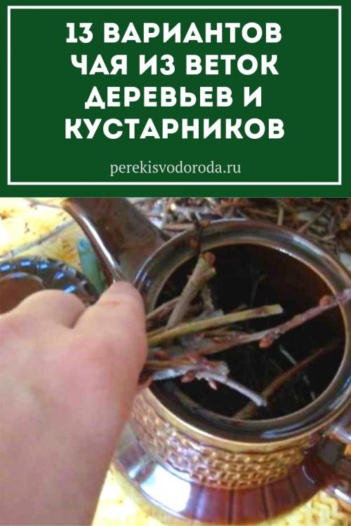 Как заготавливать веточки для чая. 13 вариантов чая из веток деревьев и кустарников